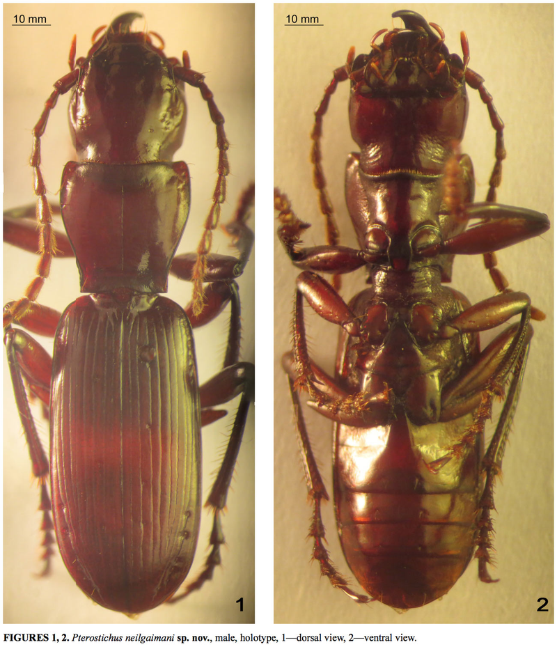 Illustration for article titled This is Pterostichus neilgaimani